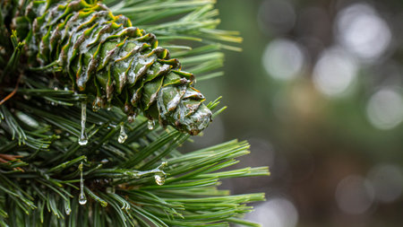 Young pine cones, with drops of resin on the surface.