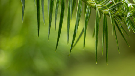 Young saturated bright green needles on a bokeh background, with place for text close up