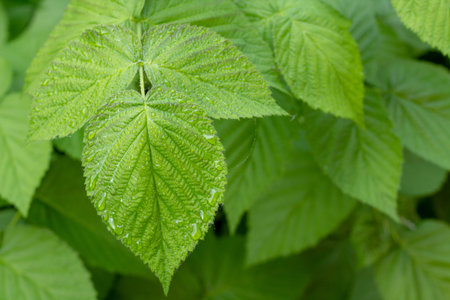 green leaf of young rose with water drops background