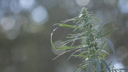 A marijuana bush, with strong branches on which ripe seeds. Close upの写真素材