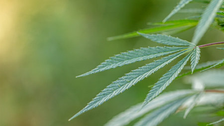 A marijuana bush, with strong branches on which ripe seeds. Close up