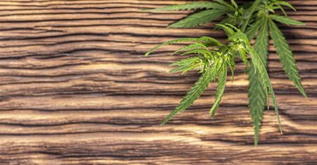 A hemp leaf on a wooden texture background close upの写真素材