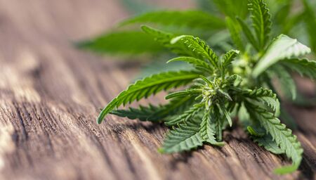 A hemp leaf on a wooden texture background close upの写真素材
