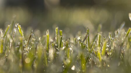 Lawn grass in ice, macro photo. Cooling concept. backgroundの写真素材