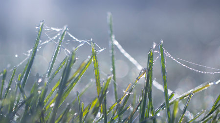 Spider web in hoarfrost on the grass background