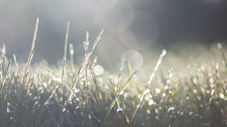 Lawn grass in ice, macro photo. Cooling concept. background