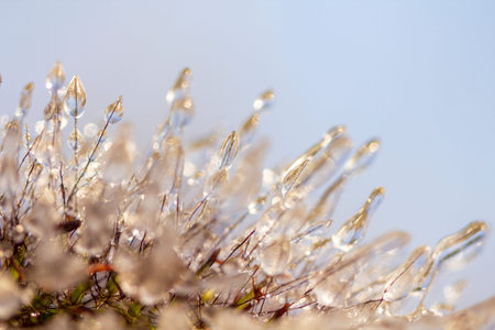 Spikes of pennisetum in hoarfrost and ice. Close-up backgroundの写真素材