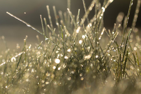 Lawn grass in ice, macro photo. Cooling concept. background