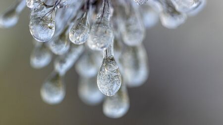 Spikes of pennisetum in hoarfrost and ice. Close-up backgroundの写真素材