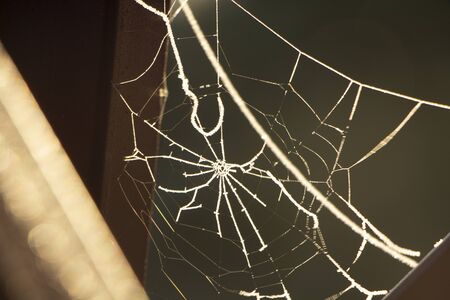 Spider web covered with hoarfrost on an old iron fenceの写真素材