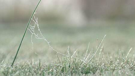 Spider web in hoarfrost on the grass backgroundの写真素材