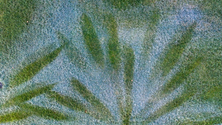 Green grass lawn in morning hoarfrost, top view, texture. background