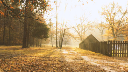Old abandoned wooden barn on lawn in autumn forest. The sun's rays cut through the morning mist