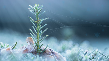 Close-up, a branch of yew in the frost, and the rays of the morning sun.