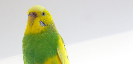 Melopsittacus undulatus, wavy parrot, female close up
