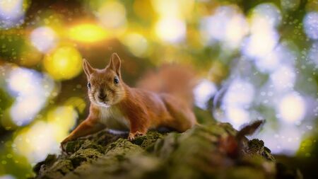 Red squirrel on a tree, closeup, selective focus.の写真素材