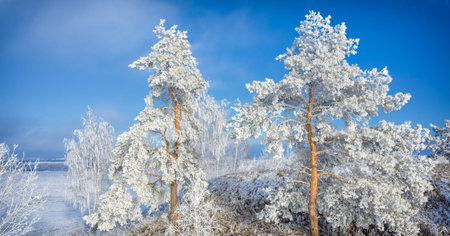 Snowy pine against winter field background and blue sky, winter landscape, with place for text