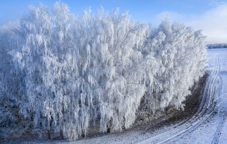 Snow-covered pine tree against winter field background, and blue winter skyの写真素材