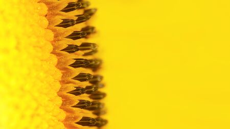 Abstract natural yellow background. Close-up photo of sunflower flower.の写真素材
