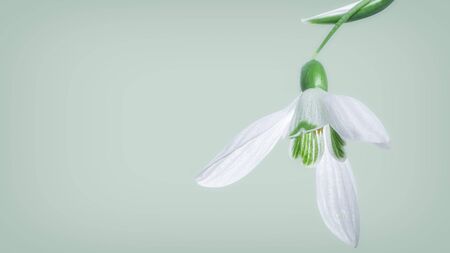 Snowdrop Galanthus, gorgeous white flower on blue background, closeup, background or texture, spring concept. With space for textの写真素材
