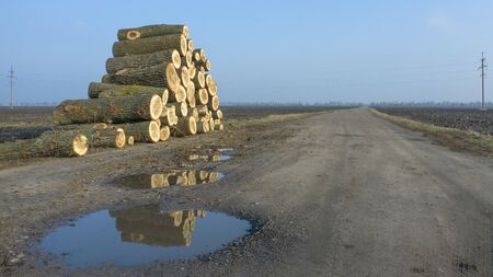 Large stack of firewood, the effects of deforestation, near a rural dirt road across the field.の写真素材