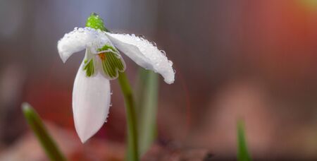 Galanthus nivalis, the first flower of spring, in the evening forest at sunset. Selective focus, close-up.の写真素材