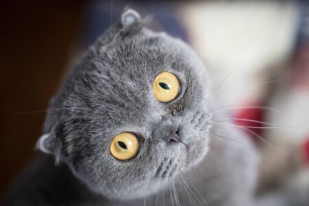 Felis catus SFS Scottish Fold cat, portrait, lying on the couch and missing. Close-up, soft focusの写真素材