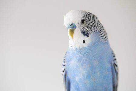 Melopsittacus undulatus. Blue wavy parrot on light background, portrait, closeup.の写真素材