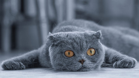 Felis catus SFS Scottish Fold cat, portrait, lying on the couch and missing. Close-up, soft focus