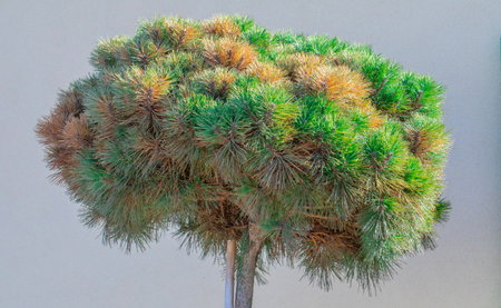 Pinus mugo Dwarf mountain pine on the trunk. Dwarf mountain pine on the trunk. Part of the needles...
