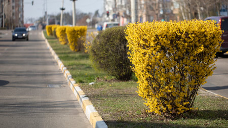 Carefully manicured bush of forsythia on the city streetの写真素材