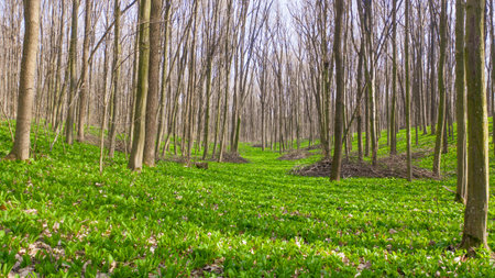 Grass completely covers the ground in the spring forest.