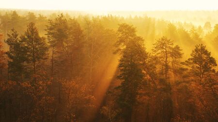 Evening in the autumn forest. The rays of the sun make their way through the branches of the trees, creating a magical, warm, mystical atmosphere. Autumn nature, landscape.の写真素材