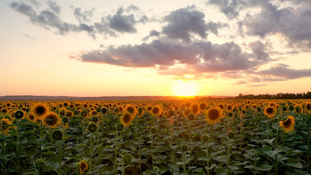 Aerial view of sunflower field at sunset. summer colored landscape.の写真素材