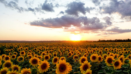 Aerial view of sunflower field at sunset. summer colored landscape.