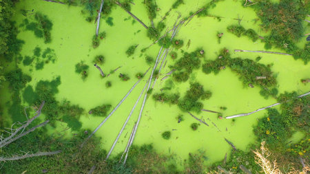 Aerial view of the swamp in the forest. Green algae cover the entire surface of the water.