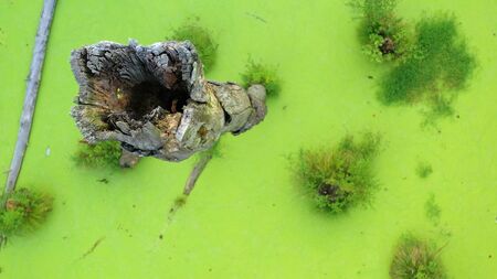 Aerial view of the swamp in the forest. Green algae cover the entire surface of the water.の写真素材