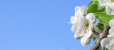 White cherry, cherry or pear flowers on sky background.