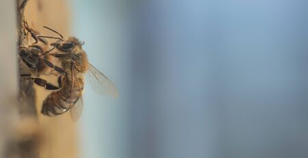 Bees at the entrance to the hive, close-up. Apiary of the Ukrainian steppe bee breed.の写真素材