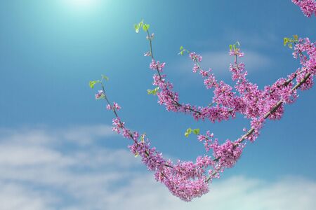 Cercis canadensis Canadian crimson, pink flowers on a background of blue sky.の写真素材