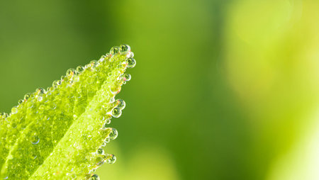 Green natural fresh background. Large drops of dew on fresh green grass.