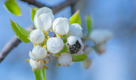 Tropinota hirta is a pest, destroys the color of fruit trees, reduces fruit yields.