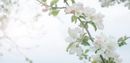 Spring background. White fruit tree flowers on blue sky background. Beauty and freshness, cherry...