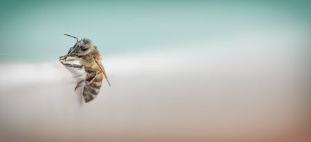 Close-up, wet bee on a marble surface after rain. With space for text.の写真素材
