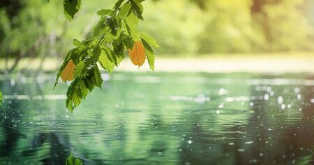 Hornbeam branch with yellow and green leaves in the forest above the water on a rainy day. Selective focus.の写真素材