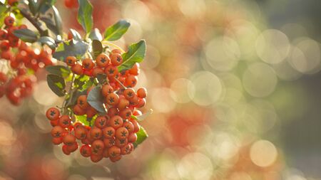 Branch with fresh ripe yellow rowan berries on a branch. Sorbus is a medicinal plant used in folk medicine.の写真素材