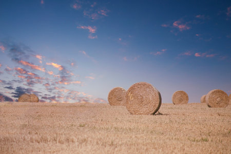 Cereal harvest season. Big round bales of straw on the field at sunset. Organic wheat residues are...