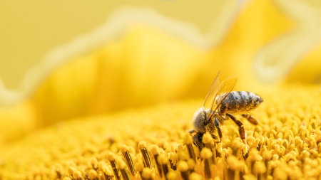 Bee on a sunflower flower. Selective focus. Macro Insect collects nectar and pollinates a flower.