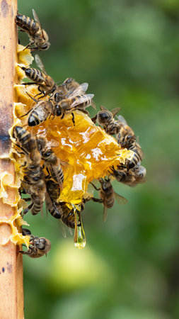 Bee on a sunflower flower. Selective focus. Macro Insect collects nectar and pollinates a flower.