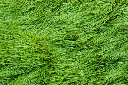 Wild grass on meadow, top view texture, background or pattern